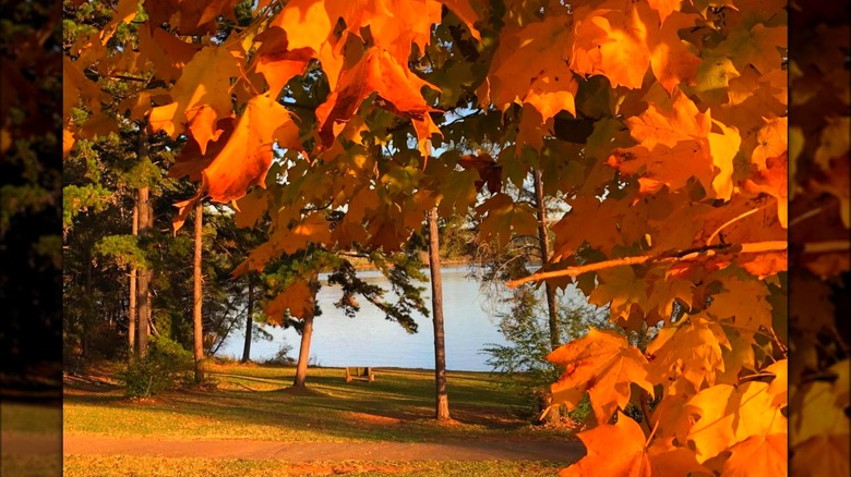Bench and colorful fall foliage seen at Laurel Park boat ramp on Lake Lanier, near Gainesville, Georgia