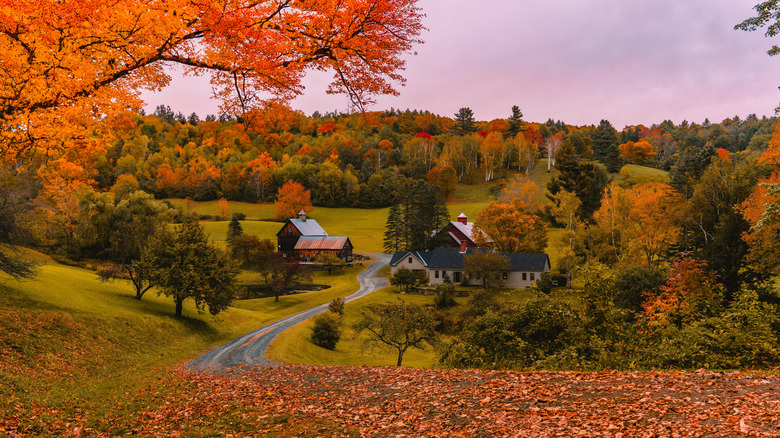 Trees change color on a rural hill during autumn in Vermont