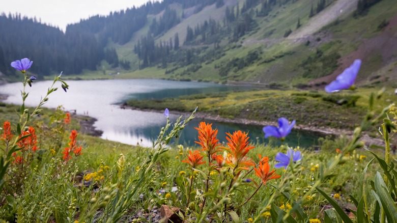 Wildflowers bloom on sides of water near Emerald Lake, Colorado