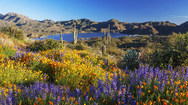 Wildflowers in Southwestern United States