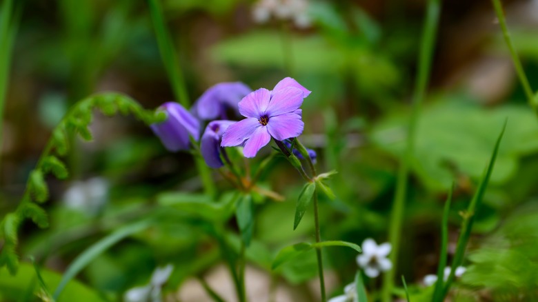 Purple wildflower on Rainbow Falls Trail, Tennessee