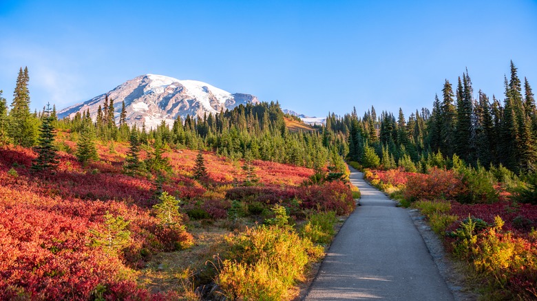 Colorful flowers below Mount Rainier, Washington