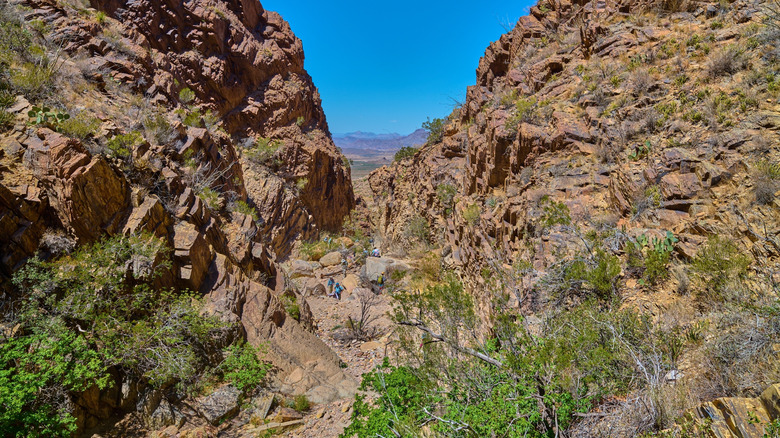 Scrub plants around rocks of Window Trail in Big Bend National Park