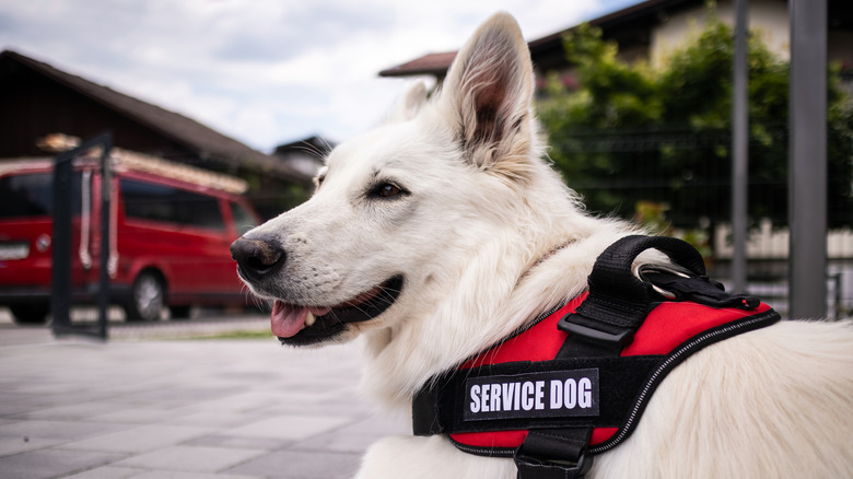 Service dog laying down