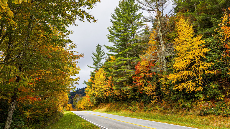 Fall foliage along Newfound Gap Road in Great Smoky Mountains National Park