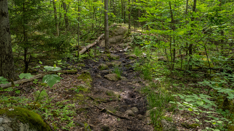 Adirondack muddy trail through forest