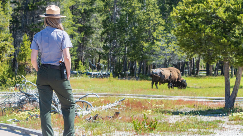 A female park ranger watching bison at Yellowstone National Park
