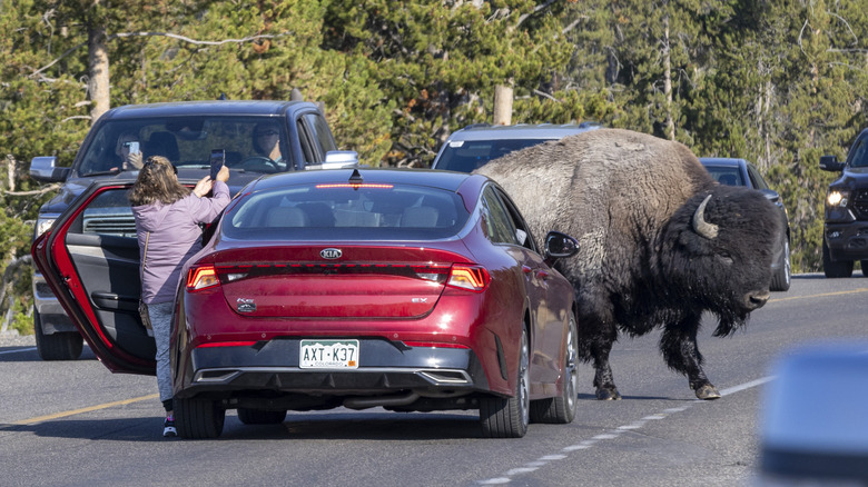 A woman taking a picture of a bison