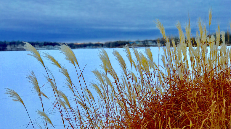 View of Lake Cowdry in wintertime
