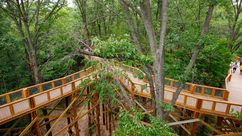 An elevated wooden walkway winds through a green forest canopy