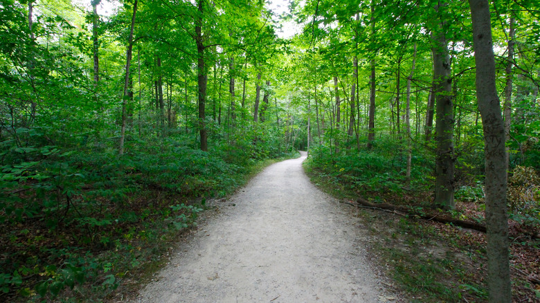 A trail leads through a green forest in a park