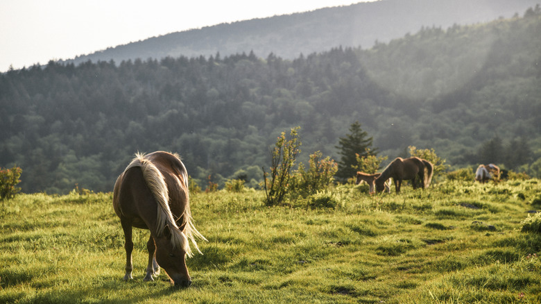 Wild ponies grazing at Grayson Highlands State Park in Virginia