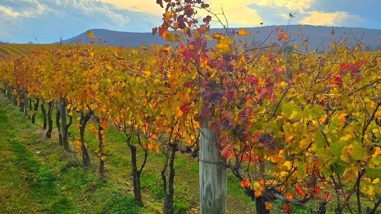 Changing foliage at Big Cork Vineyards in Rohrersville, Maryland