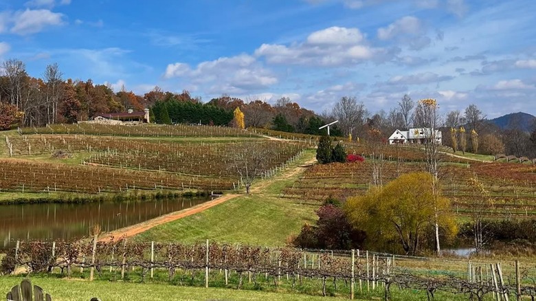 Vines in the winter at Crane Creek Vineyards in Young Harris, Georgia
