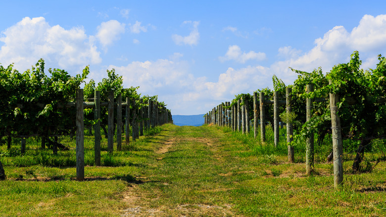 The Blue Ridge Mountains' 5 Most Beautiful Wineries To Visit For Exceptional Sips, According To Reddit