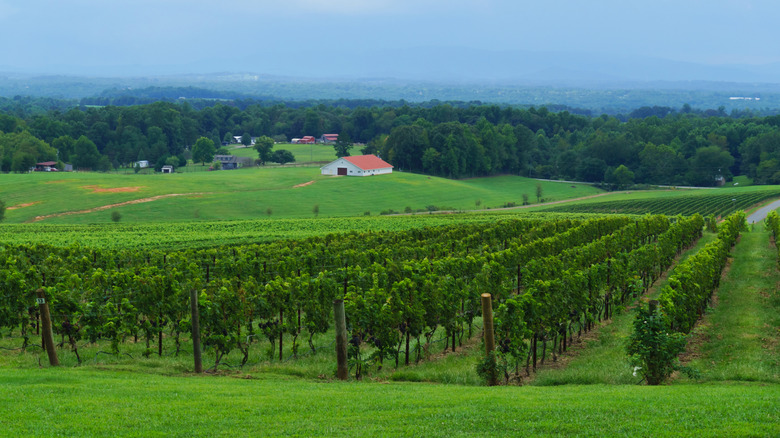 Yadkin Valley, NC vineyard