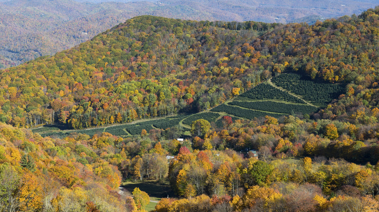 A Christmas tree farm in the Blue Ridge Mountains near Boone North Carolina