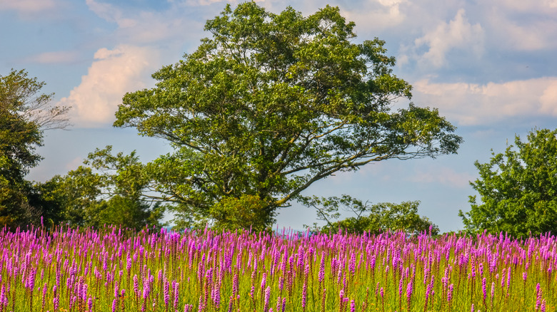 Wild blazing star liatris in a meadow at Doughton Park