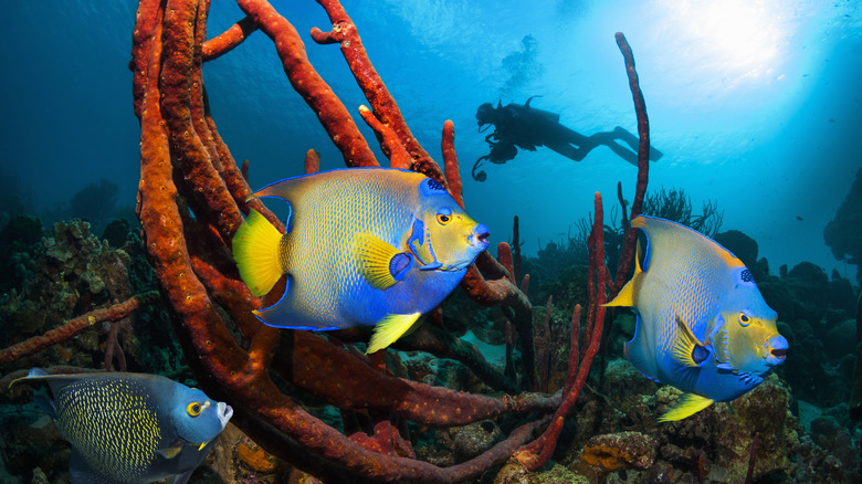 Bonaire is a well-known diving location for its protected marine life and clear water