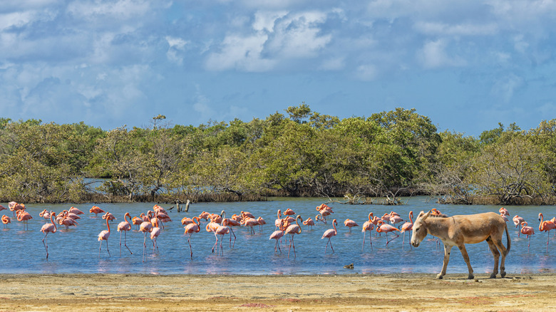 Flamingos and donkeys are two animal species you can see above water in Bonaire.