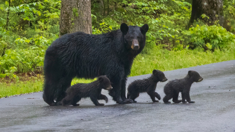 A mother black bear crosses the road with her cubs in Great Smoky Mountains National Park, Tennessee.