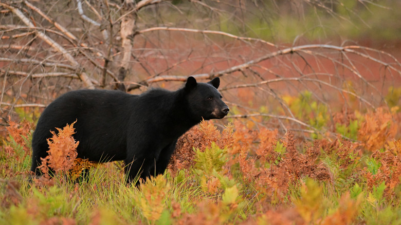 Autumn scene of a Black Bear walking through a fall meadow