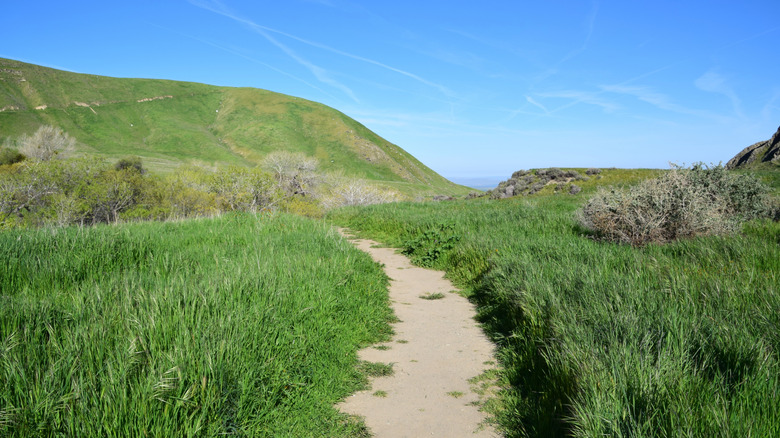 lush, green grass and rolling hills surround a hiking trail at Wind Wolves Preserve in Bakersfield
