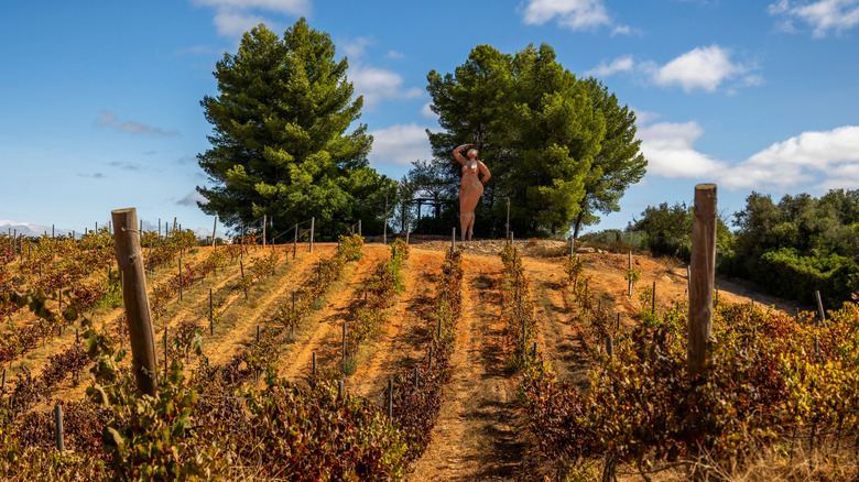 A vineyard with a sculpture in the Algarve, Portugal