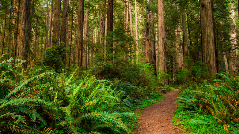 Hiking path through a redwood forest in California