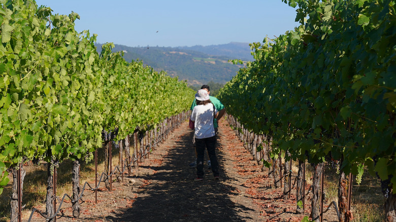 Couple touring through grape vines at St. Francis Winery and Vineyards in California