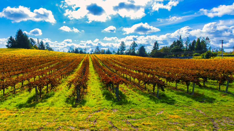 Vibrant vineyards in Santa Rosa, California