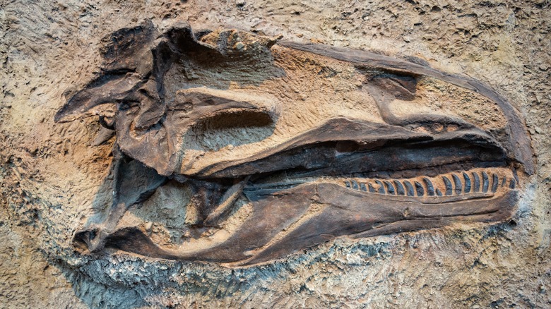 Fossil of intact dinosaur skull at Dinosaur National Monument