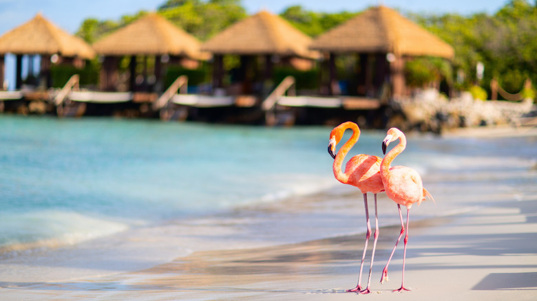View of a flamingo on Flamingo Beach in Aruba