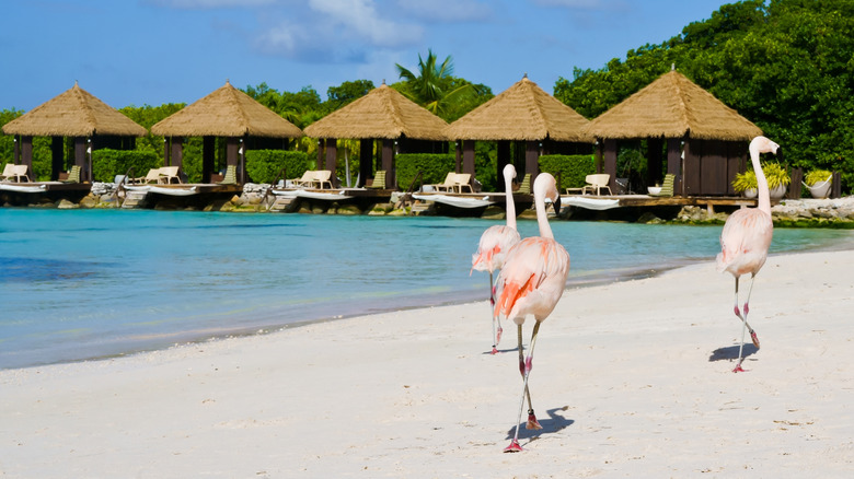 View of three flamingos walking along Flamingo Beach