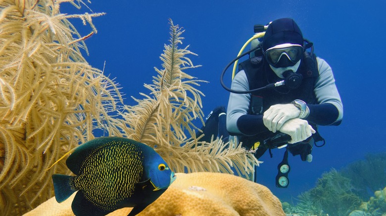Scuba diver in Bonaire with a blue and yellow fish in the foreground