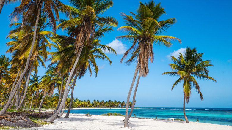 Canto de la Playa beach with palm trees and white sands in the Caribbean