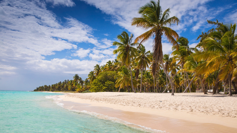 Canto de la Playa beach with palm trees in the Caribbean