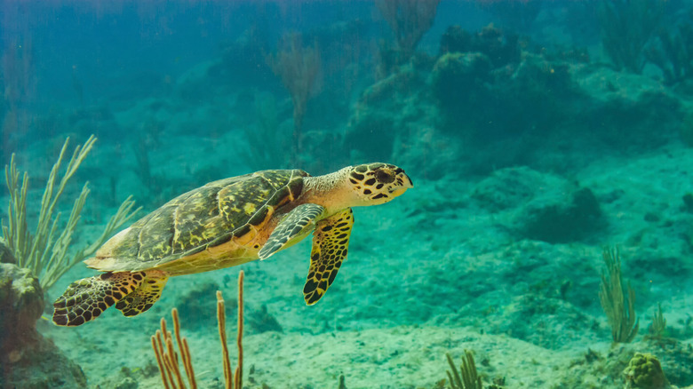 A turtle swimming past off shore of Little Cayman