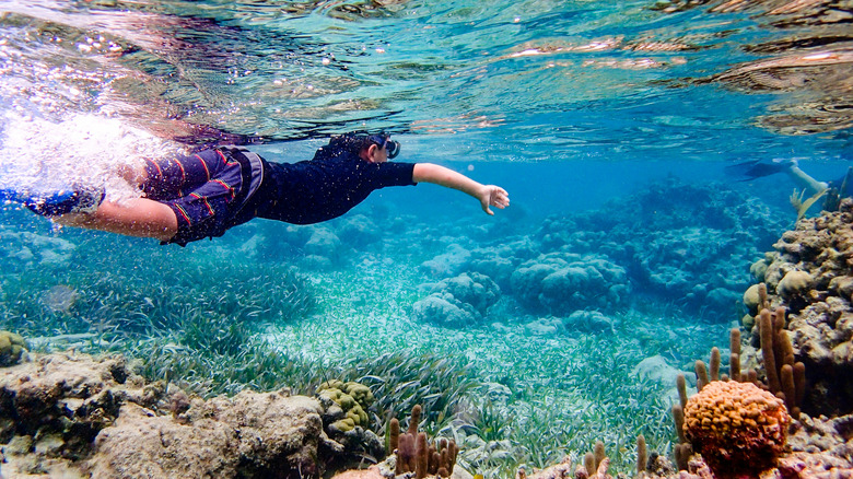 Someone snorkeling in Belize