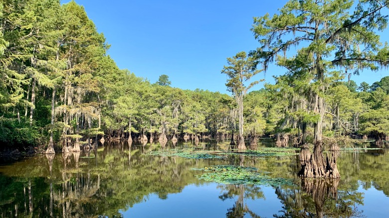 A Louisiana bayou with cypress trees