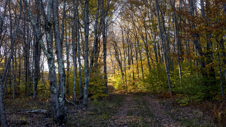A rugged hiking trail through a forest