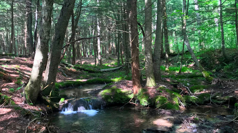 A scenic pond surrounded by trees