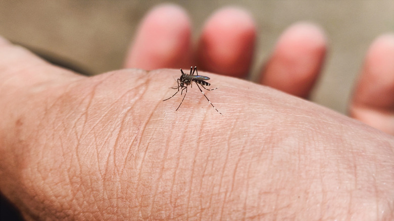 Mosquito with white-striped legs sitting on a person's hand