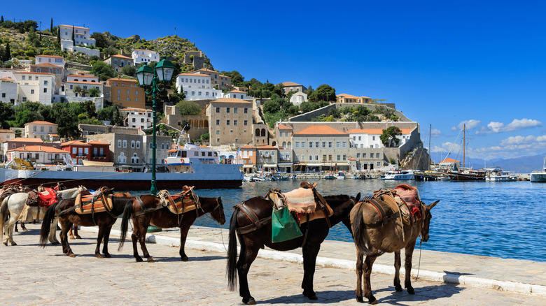 Donkeys standing on the coast of Hydra, Greece