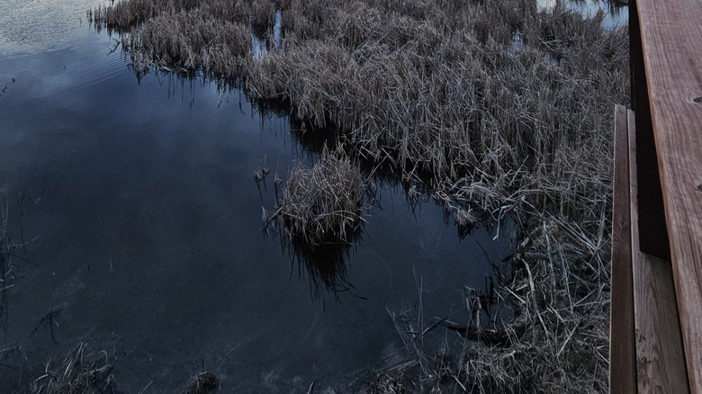 Coastal wetland area at sunset with deck in foreground