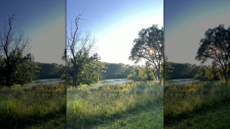 Sunlight peeks through the trees at Skokie Lagoons