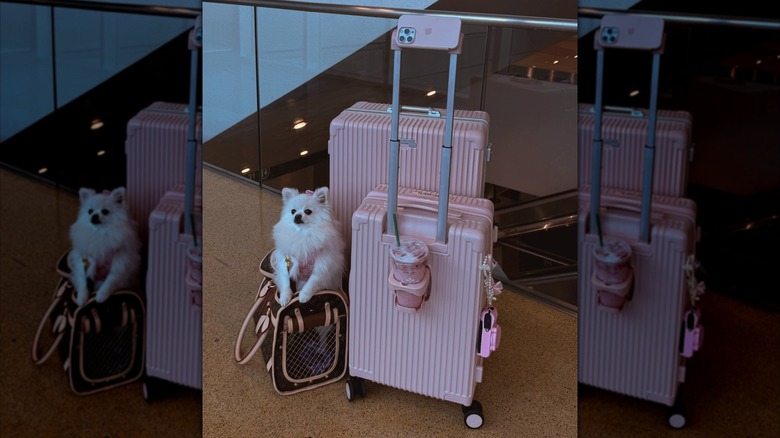 Pink Nobl carry-on and large suitcase next to a small white dog in a carrier.
