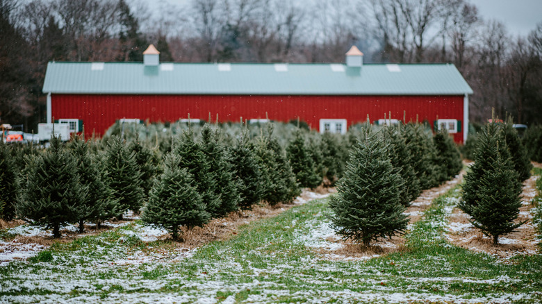 Christmas trees against red farm barn