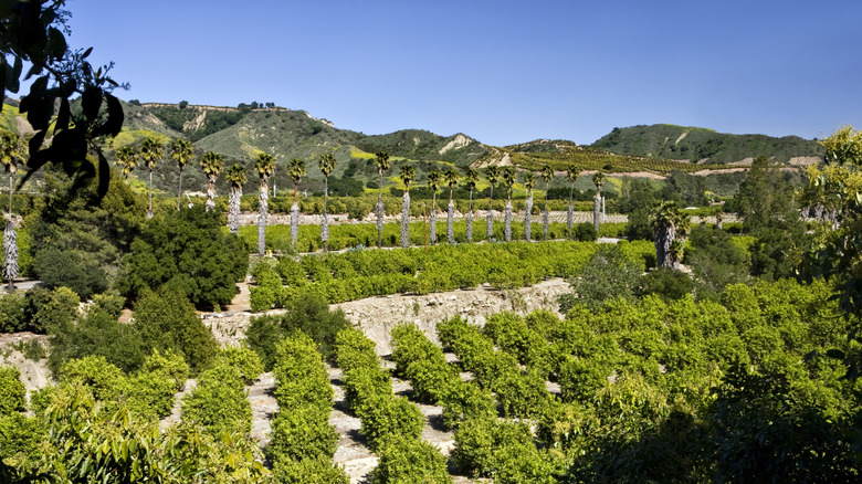 Lush citrus and avocado orchards against rugged mountains in Santa Paula, California.