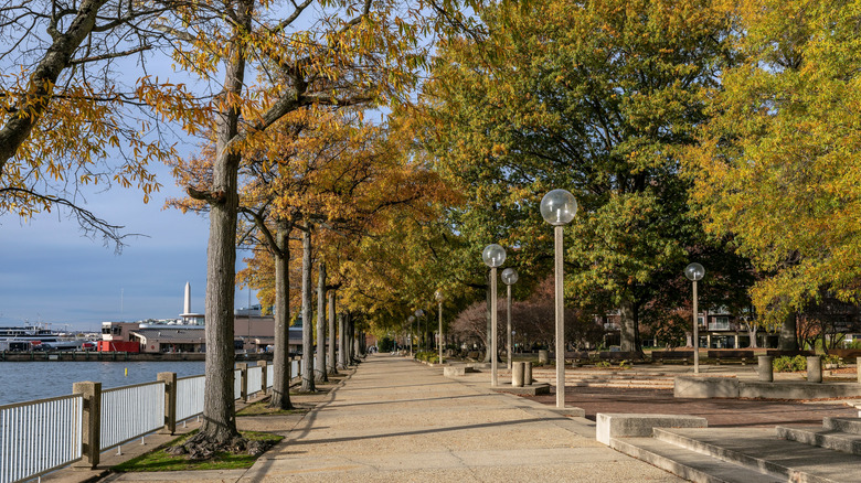 Bright fall day on a tree-lined street in Washington D.C.